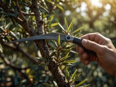 Olivar: trucos y consejos para una poda exitosa Olivar: trucos y consejos para una poda exitosa