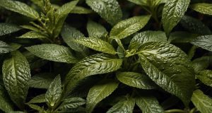 «Los beneficios adelgazantes del té» "Los beneficios adelgazantes del té"