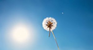 ¿Cuántos kilómetros puede recorrer una semilla de diente de león ? ¿Cuántos kilómetros puede recorrer una semilla de diente de león ?