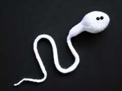 Descubrimiento fascinante: espermatozoides más largos que la nariz Descubrimiento fascinante: espermatozoides más largos que la nariz