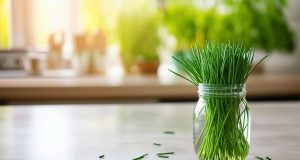 Cómo conservar la cebollino fresco en casa Cómo conservar la cebollino fresco en casa