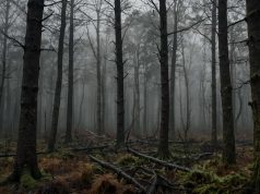 Las lluvias ácidas: un peligro para la naturaleza ? Las lluvias ácidas: un peligro para la naturaleza ?